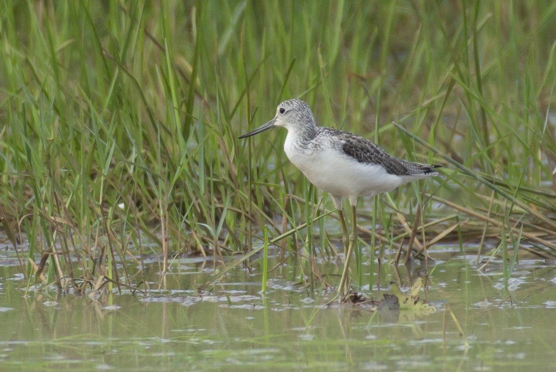 Common Greenshank - sreekanth c