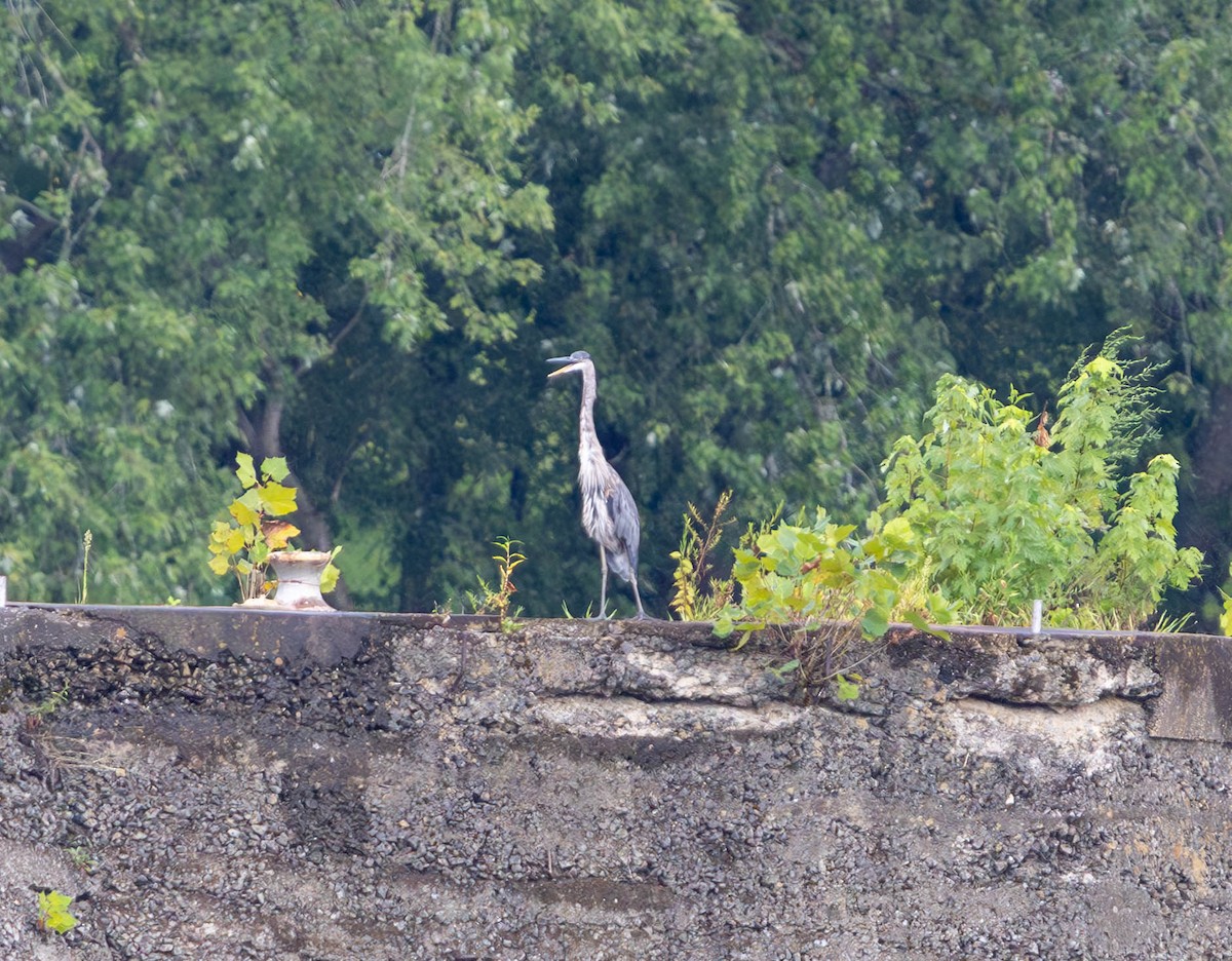 Great Blue Heron - ML623350035