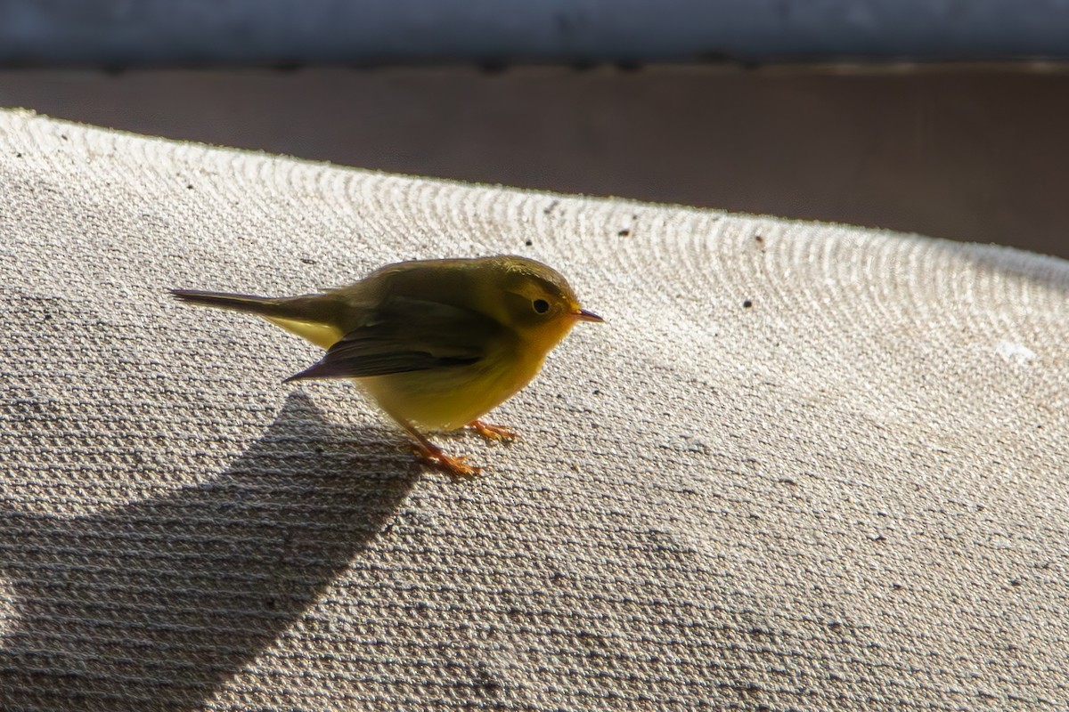 Wilson's Warbler - ML623350064