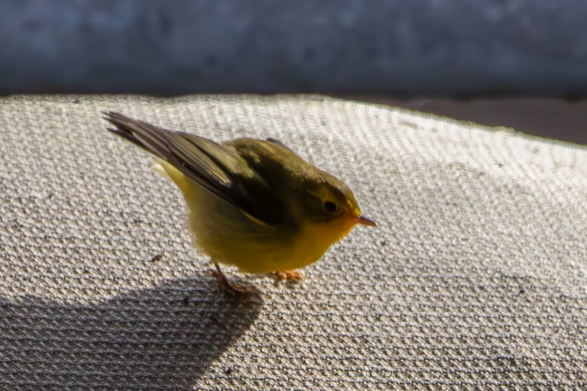 Wilson's Warbler - ML623350065