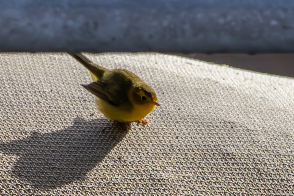 Wilson's Warbler - Jeff Cromwell