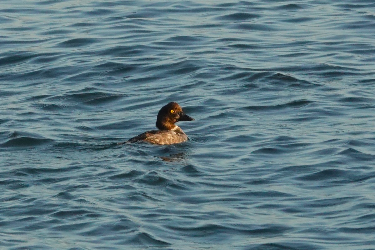 Common Goldeneye - ML623350206