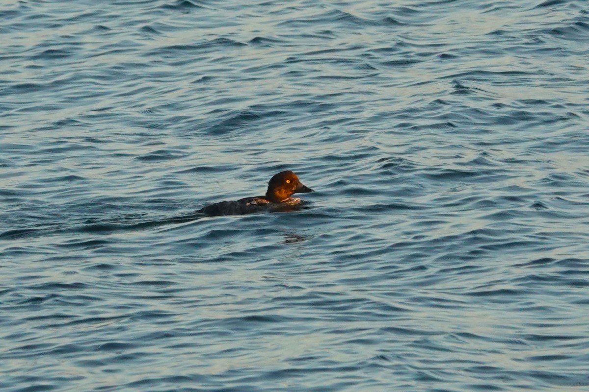 Common Goldeneye - ML623350207