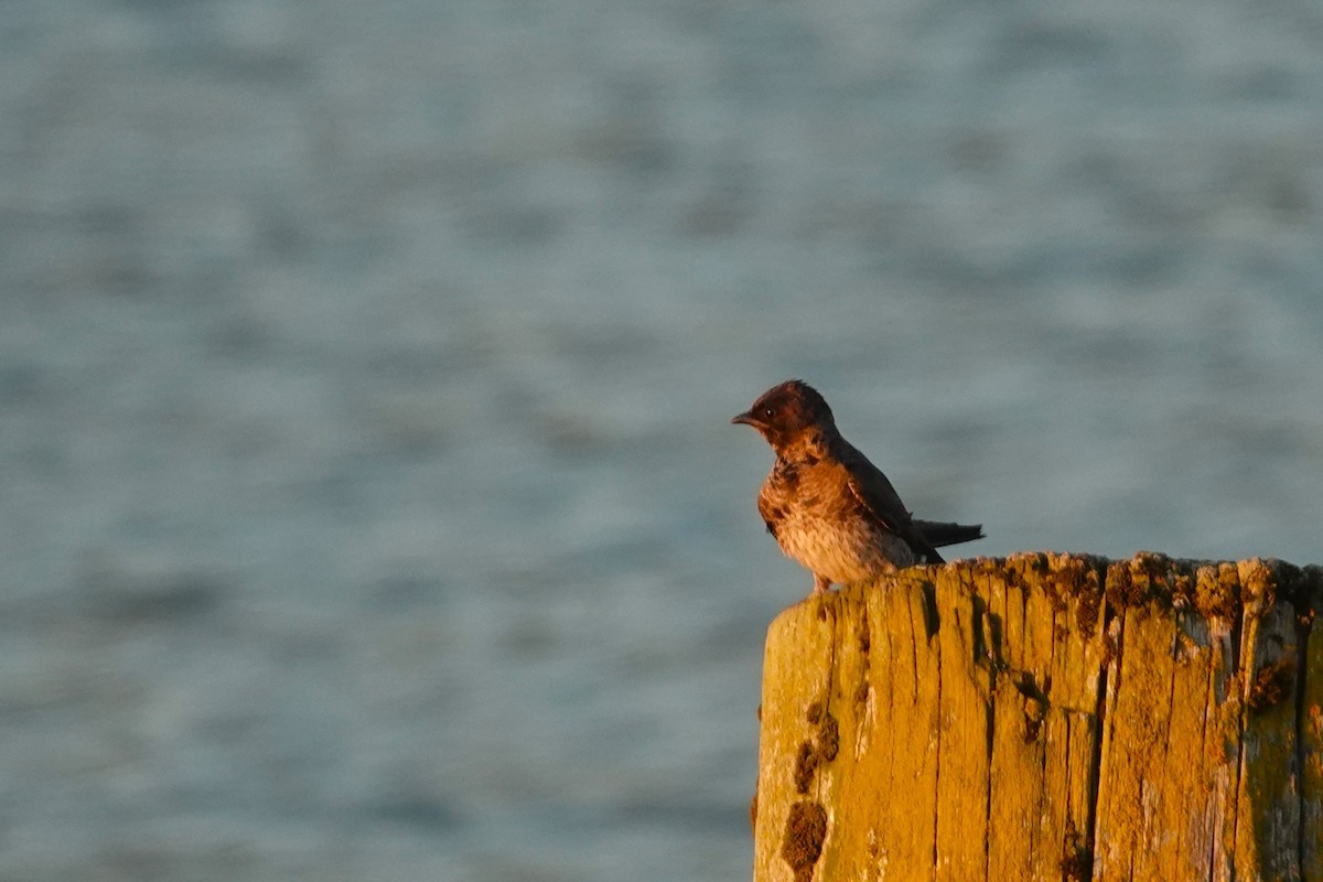 Purple Martin - ML623350219