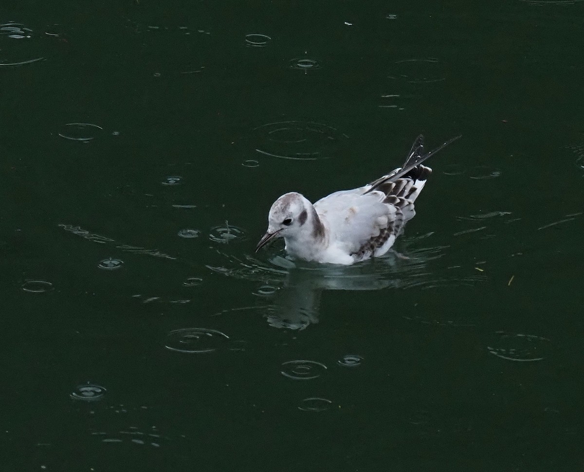 Bonaparte's Gull - ML623350223