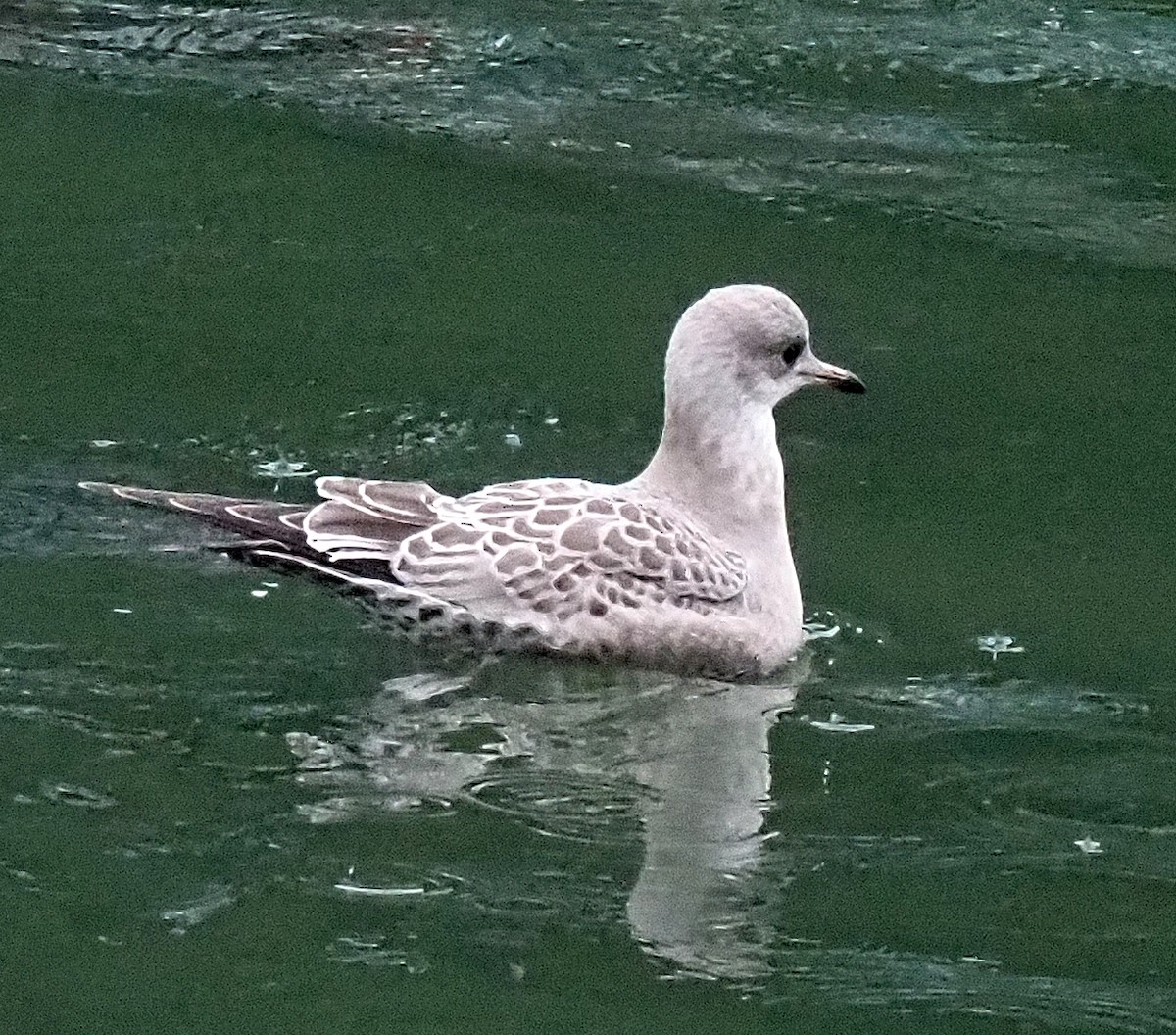 Short-billed Gull - ML623350270