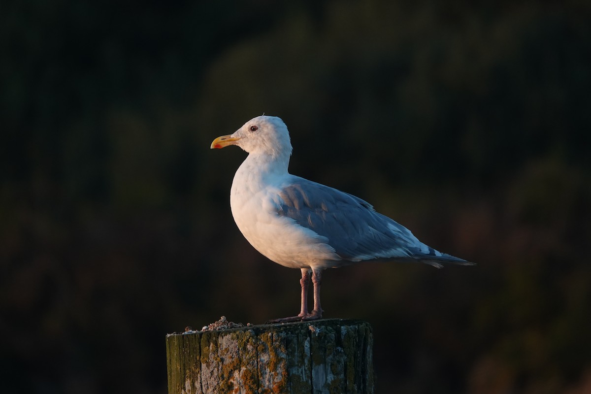 Glaucous-winged Gull - ML623350281