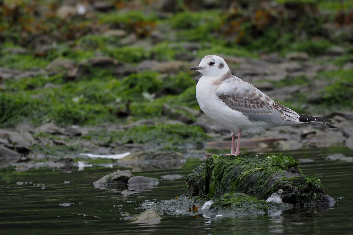 Bonaparte's Gull - ML623350282