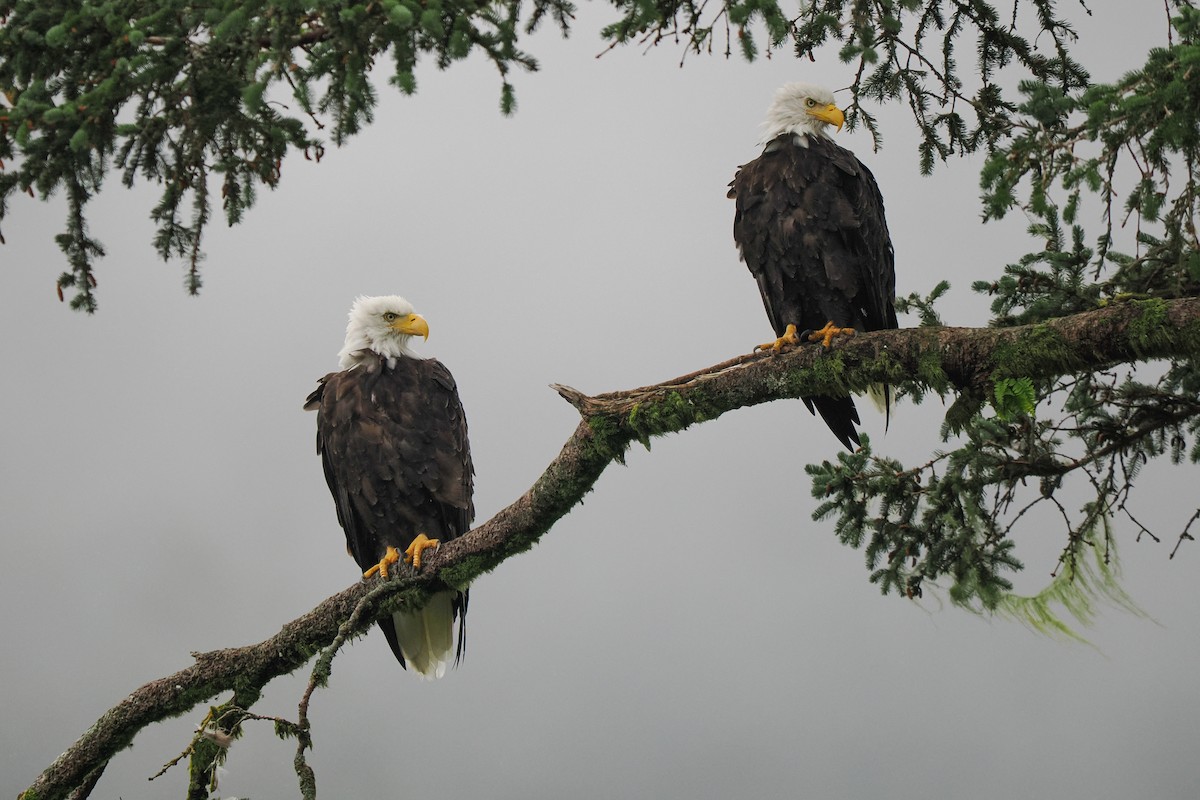 Bald Eagle - ML623350287