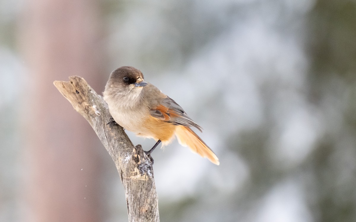 Siberian Jay - Serge Horellou