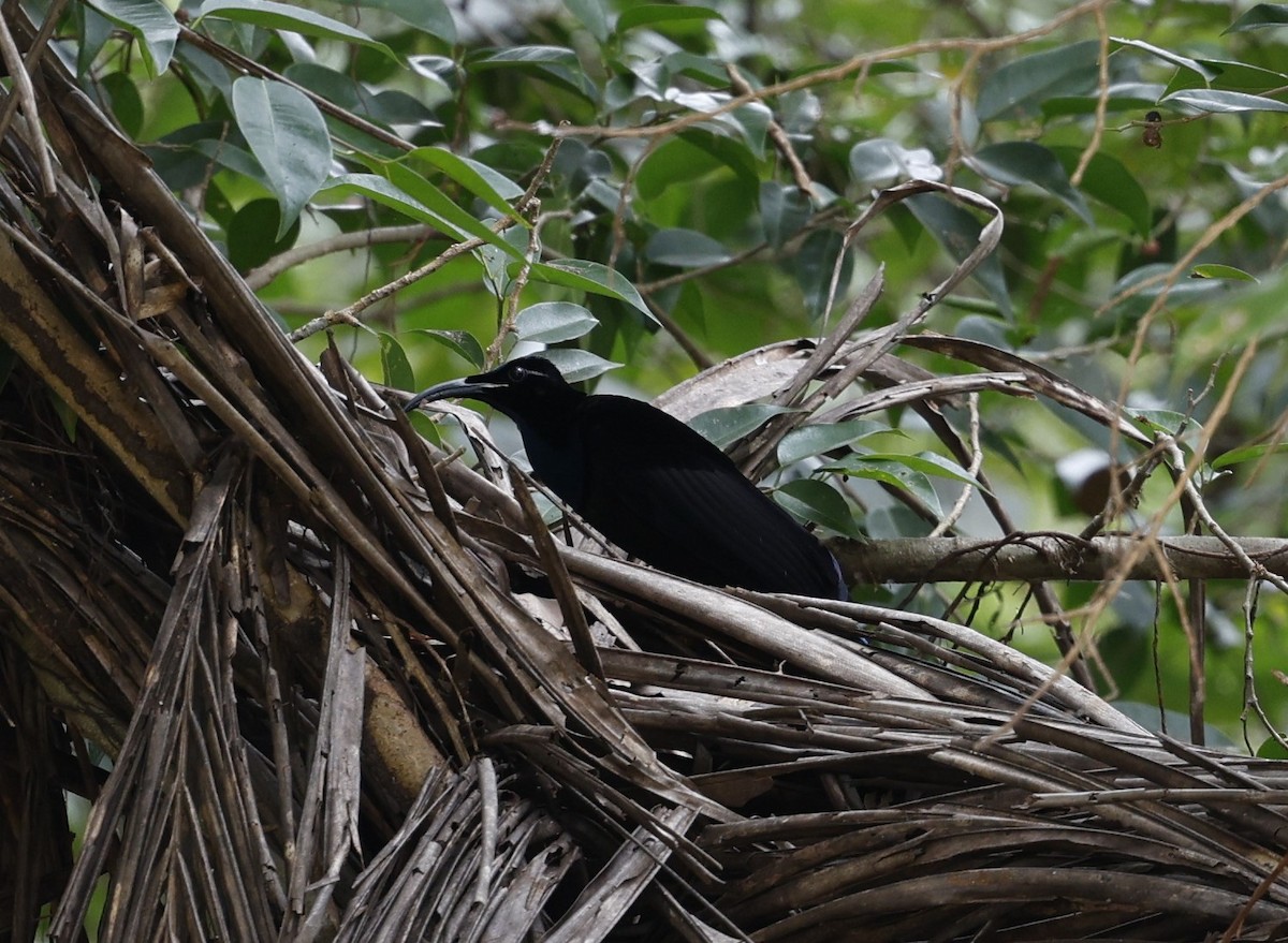 Magnificent Riflebird - Cathy Pert