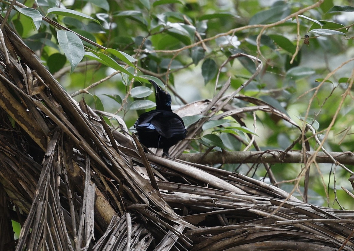 Magnificent Riflebird - Cathy Pert