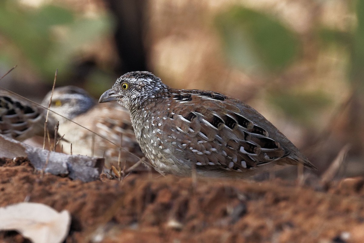 Chestnut-backed Buttonquail - ML623350390