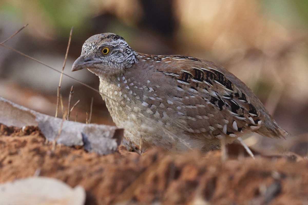 Chestnut-backed Buttonquail - ML623350393