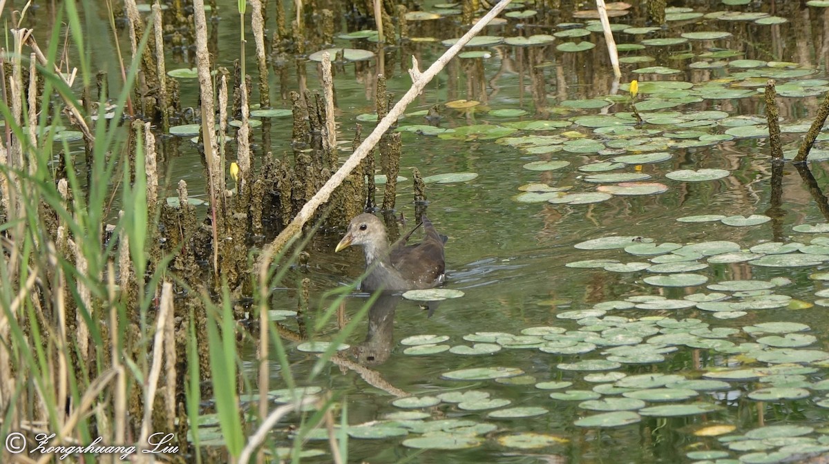 Gallinule poule-d'eau - ML623350405