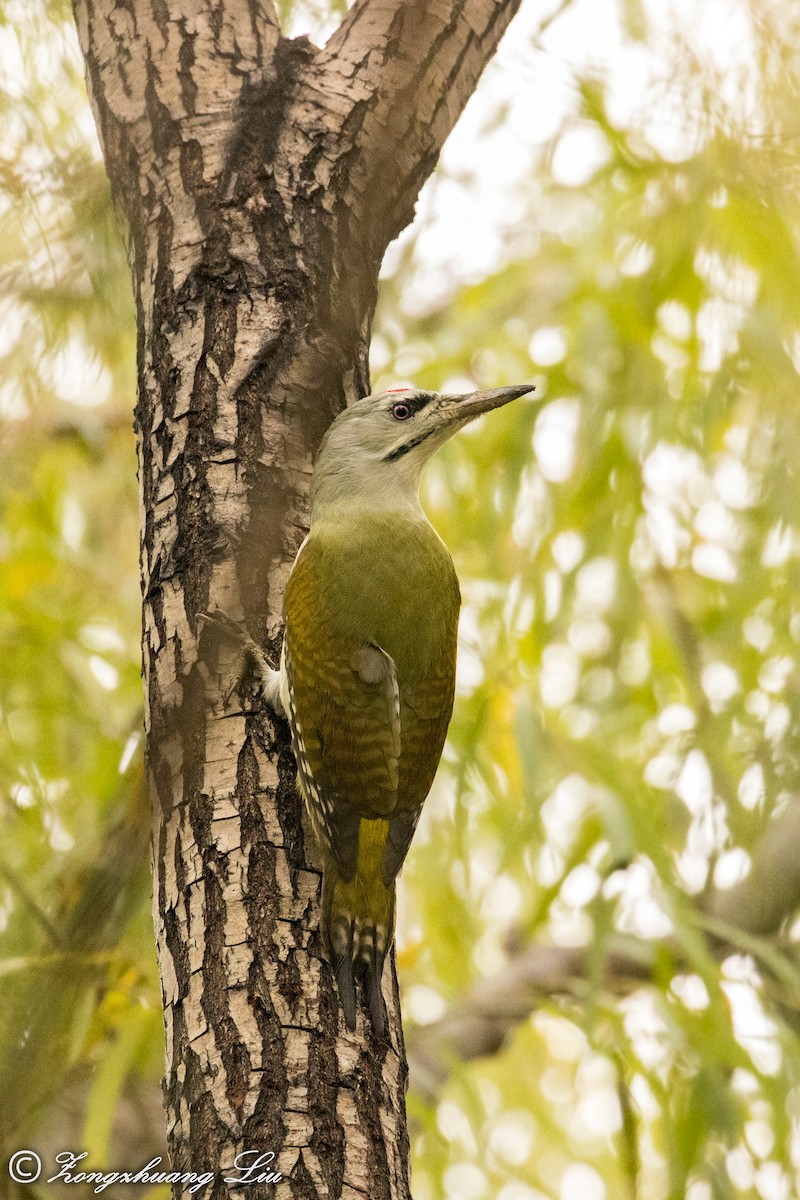 Gray-headed Woodpecker - Zongzhuang Liu