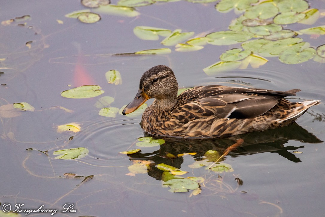 Canard colvert - ML623350477