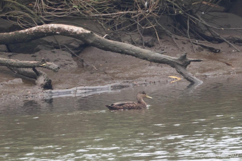 American Black Duck - ML623350509
