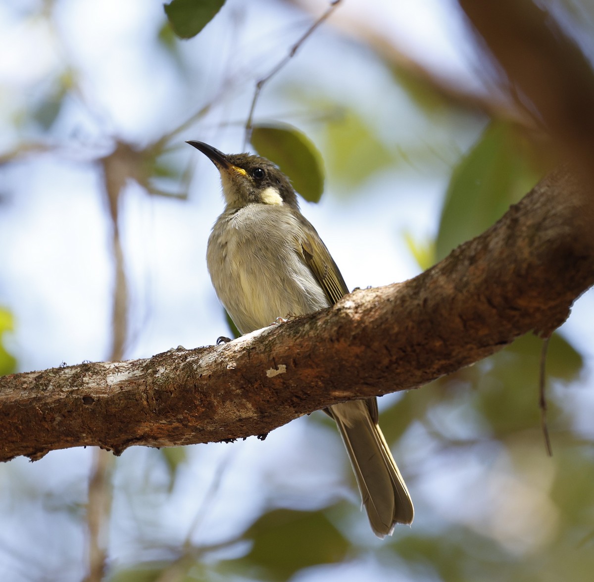 Graceful Honeyeater - ML623350579