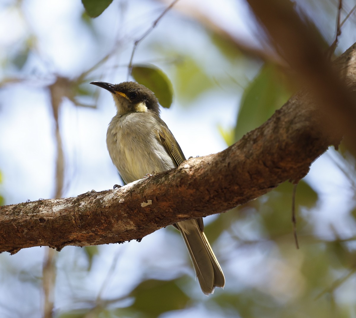 Graceful Honeyeater - ML623350580