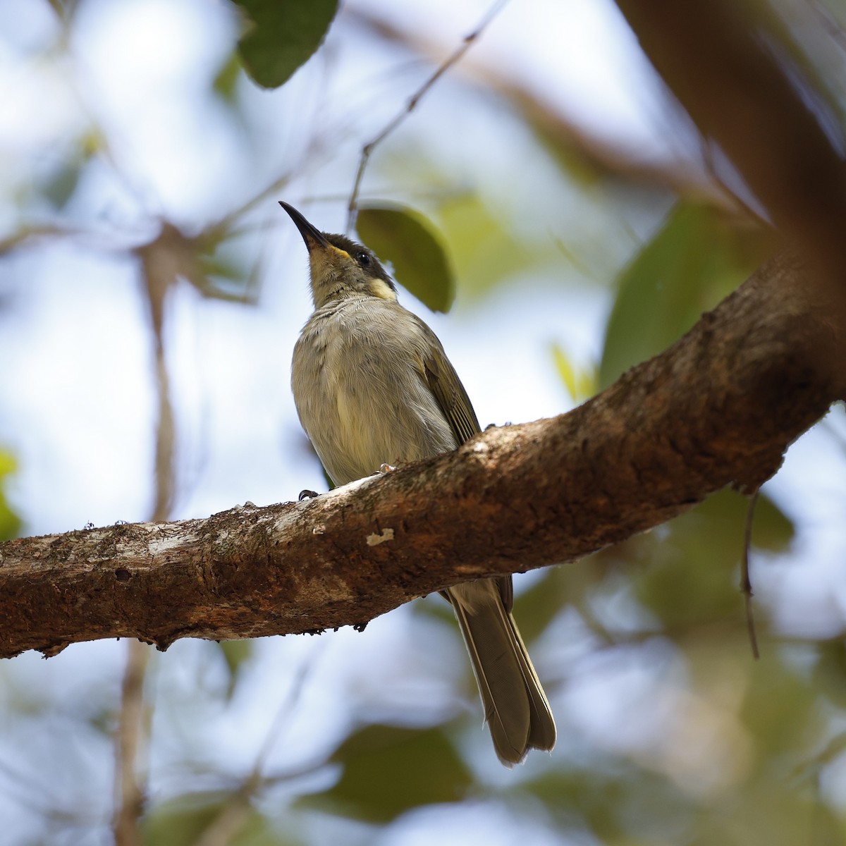 Graceful Honeyeater - ML623350581