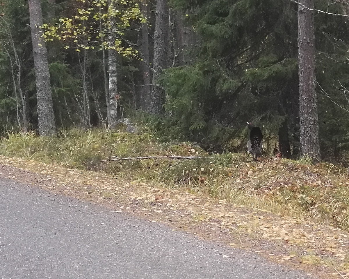 Western Capercaillie - Veikko Salo