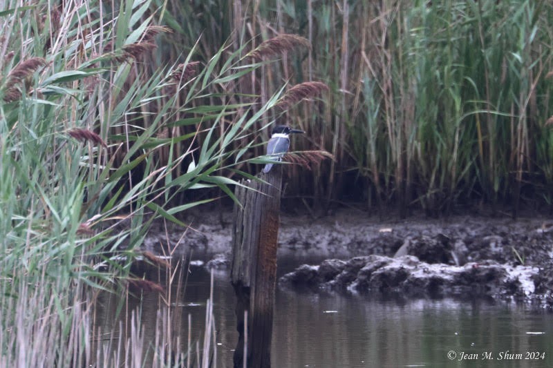 Martin-pêcheur d'Amérique - ML623350653