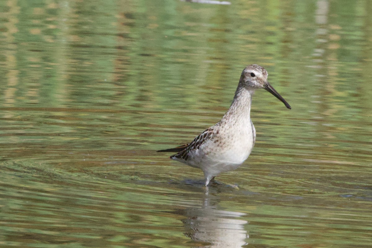 Short-billed Dowitcher - ML623350655