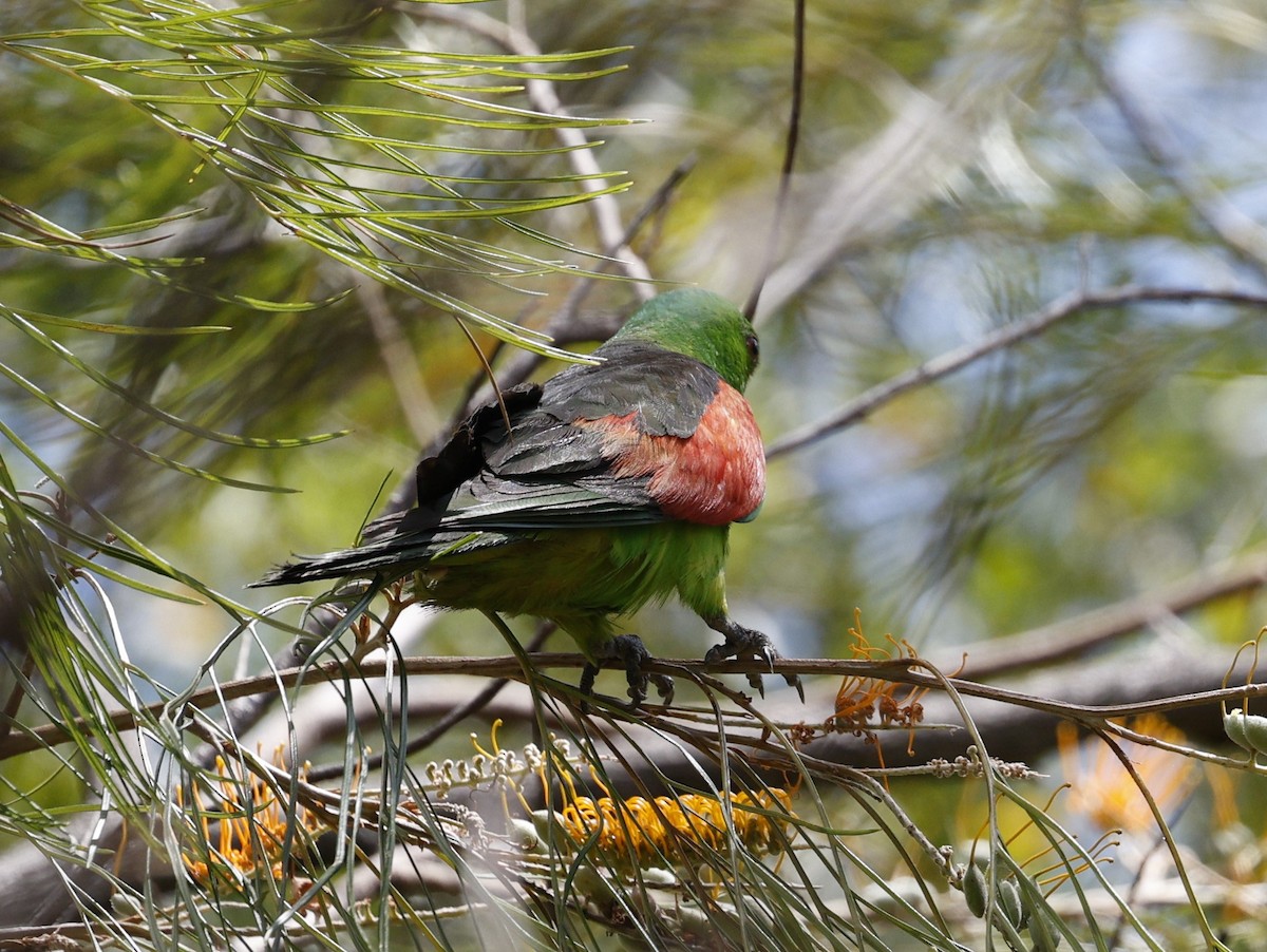 Red-winged Parrot - ML623350709