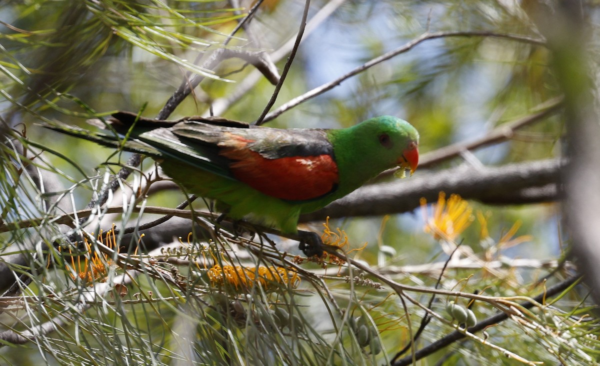 Red-winged Parrot - ML623350711
