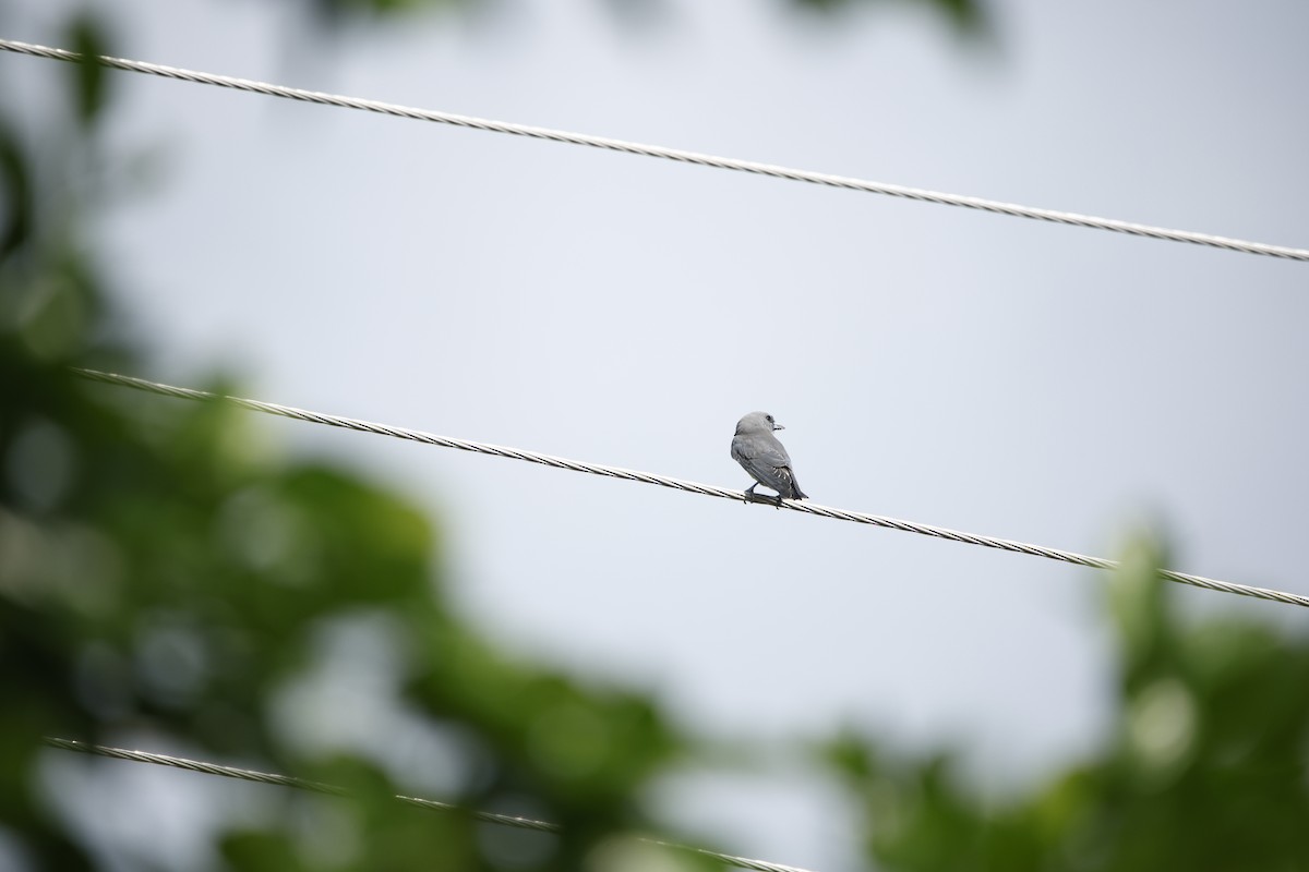 Ashy Woodswallow - ML623350712