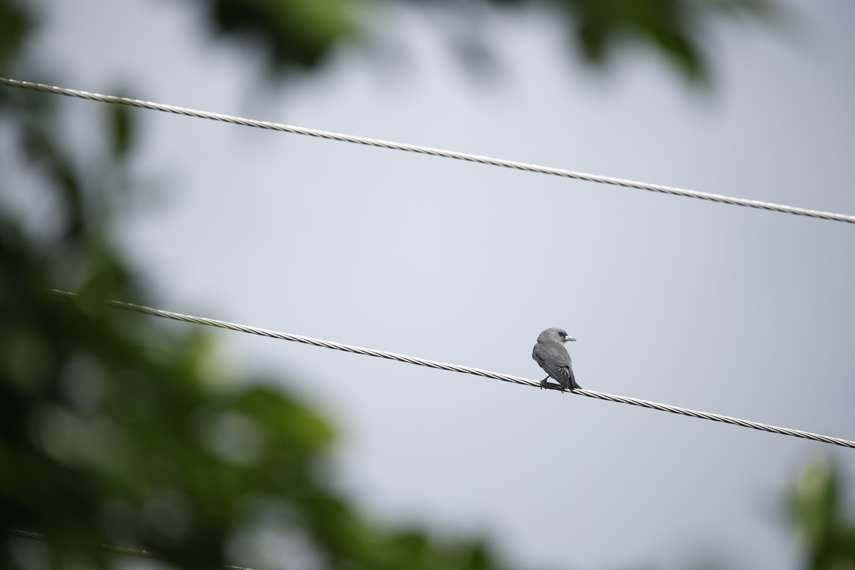 Ashy Woodswallow - ML623350713