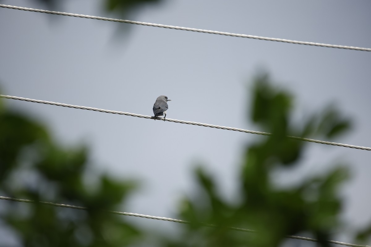 Ashy Woodswallow - ML623350714