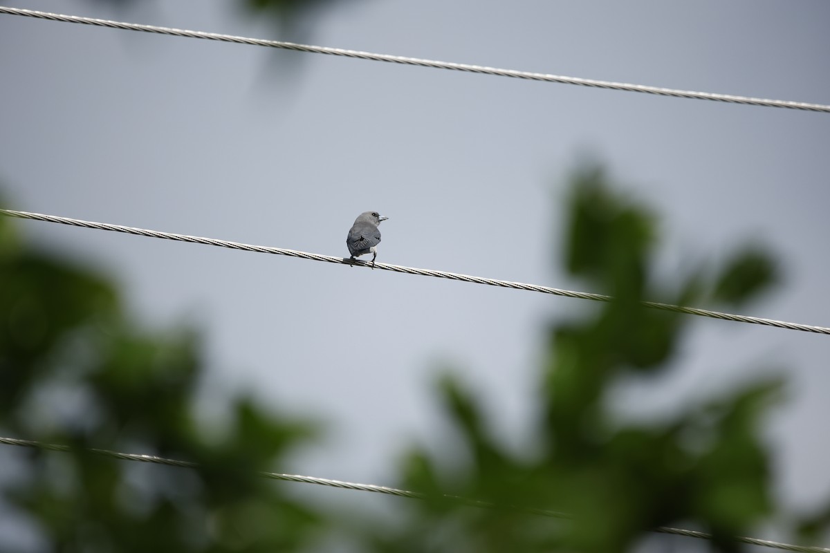 Ashy Woodswallow - ML623350715