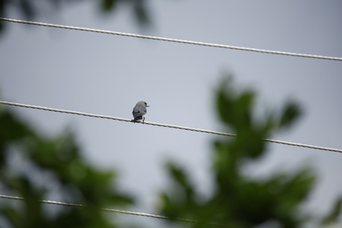 Ashy Woodswallow - Teja Yantrapalli