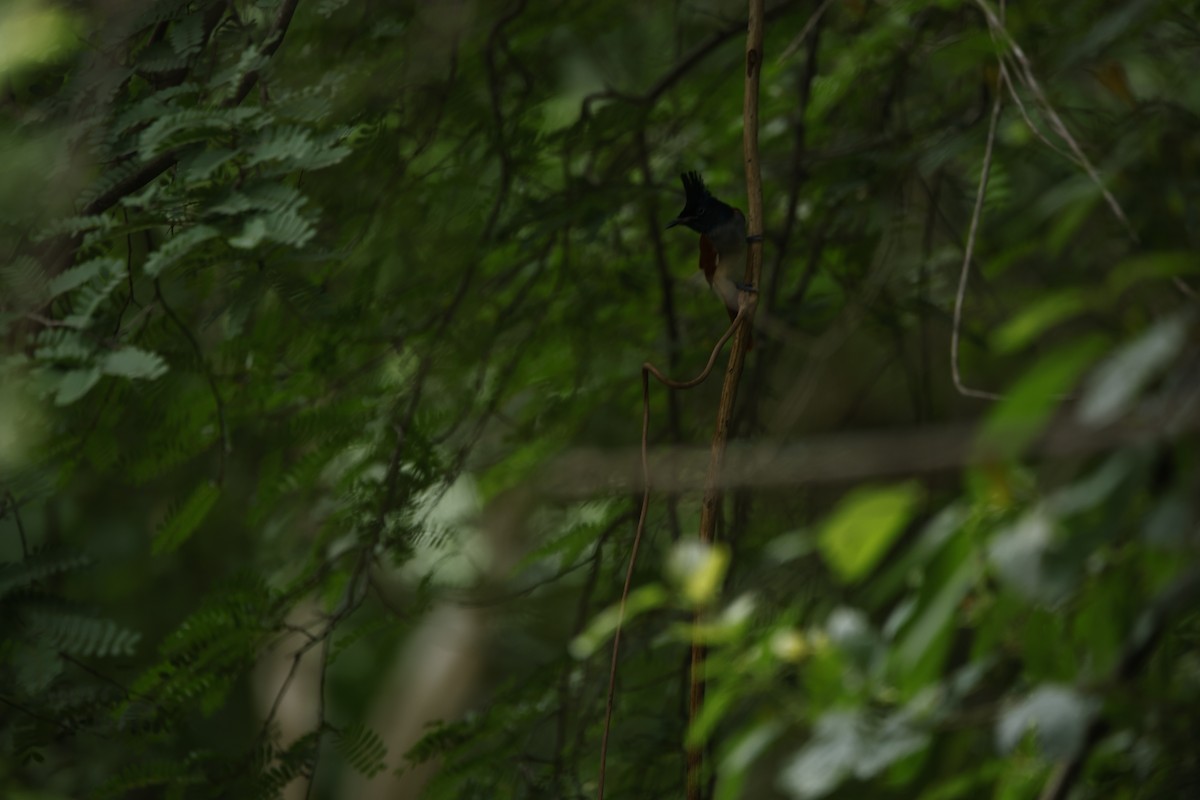 Indian Paradise-Flycatcher - ML623350720