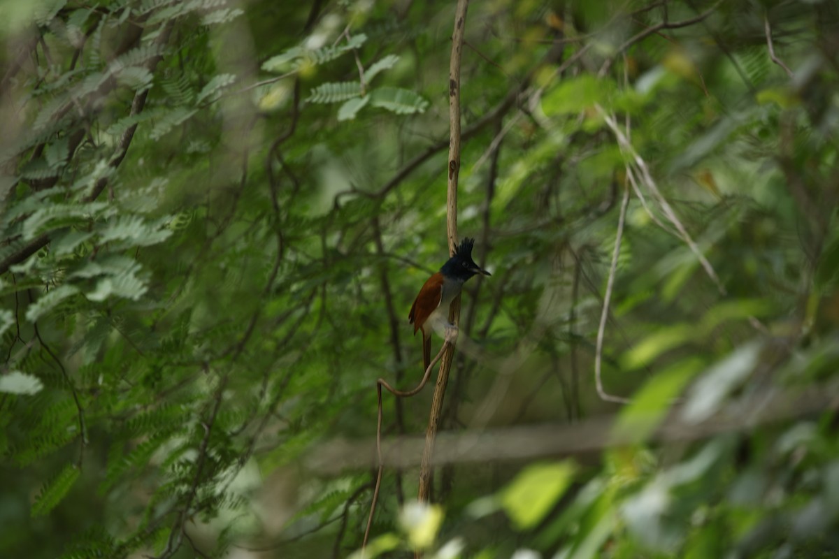 Indian Paradise-Flycatcher - ML623350721