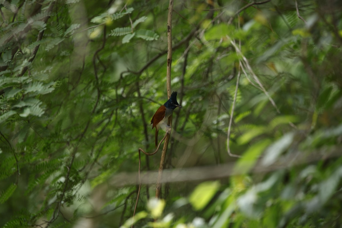 Indian Paradise-Flycatcher - ML623350722