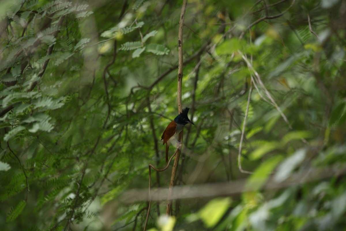 Indian Paradise-Flycatcher - ML623350723