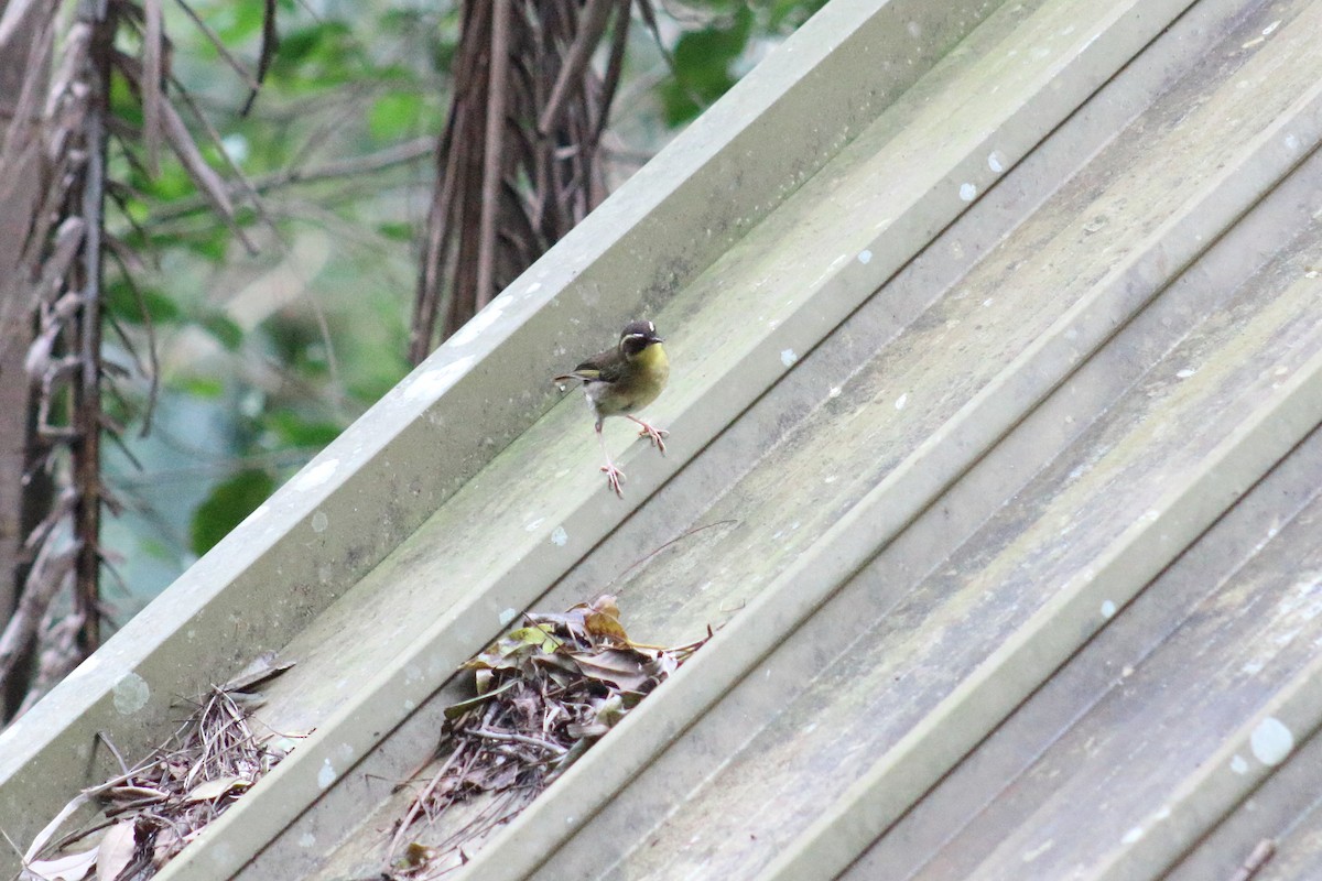 Yellow-throated Scrubwren - ML623350748