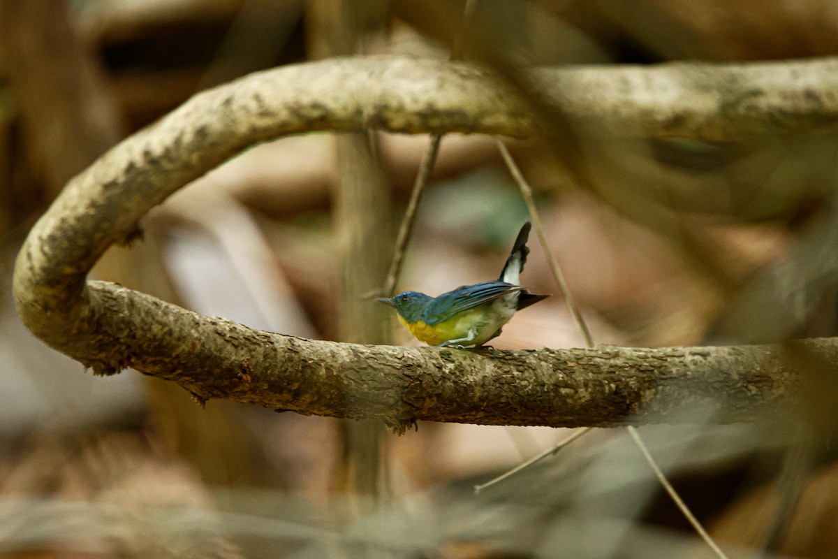 Tickell's Blue Flycatcher - ML623350749