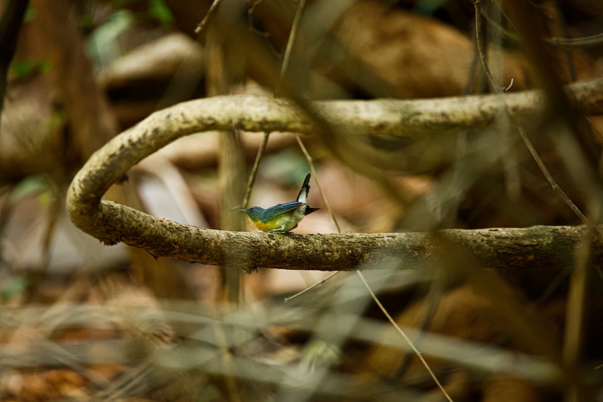 Tickell's Blue Flycatcher - ML623350750