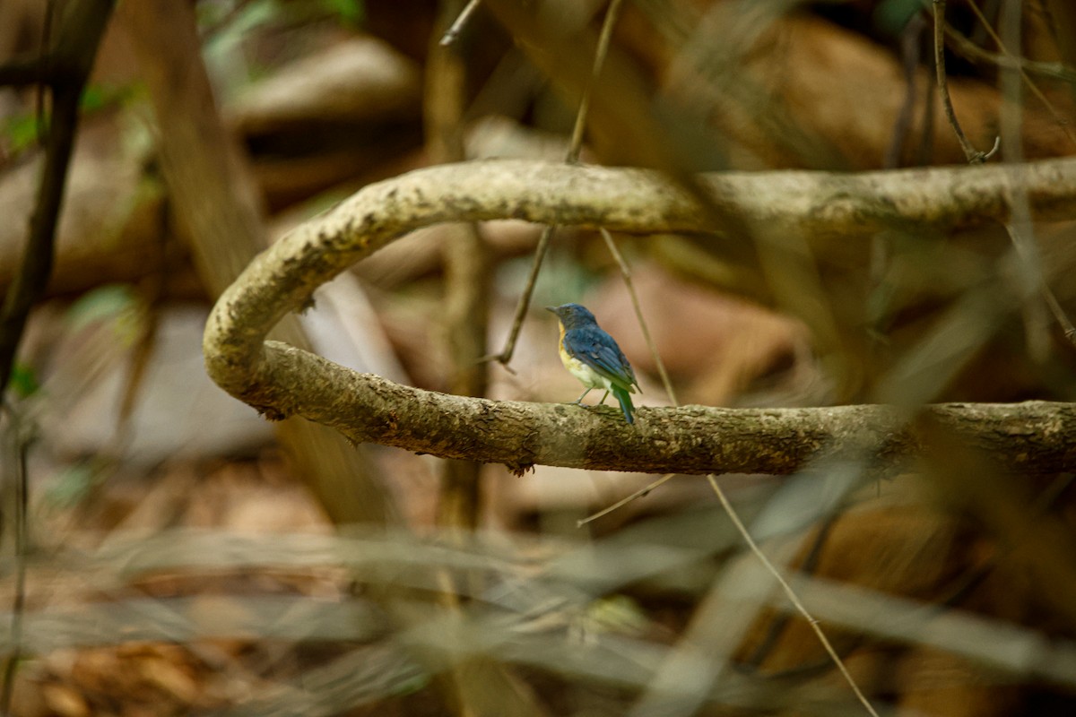 Tickell's Blue Flycatcher - ML623350751