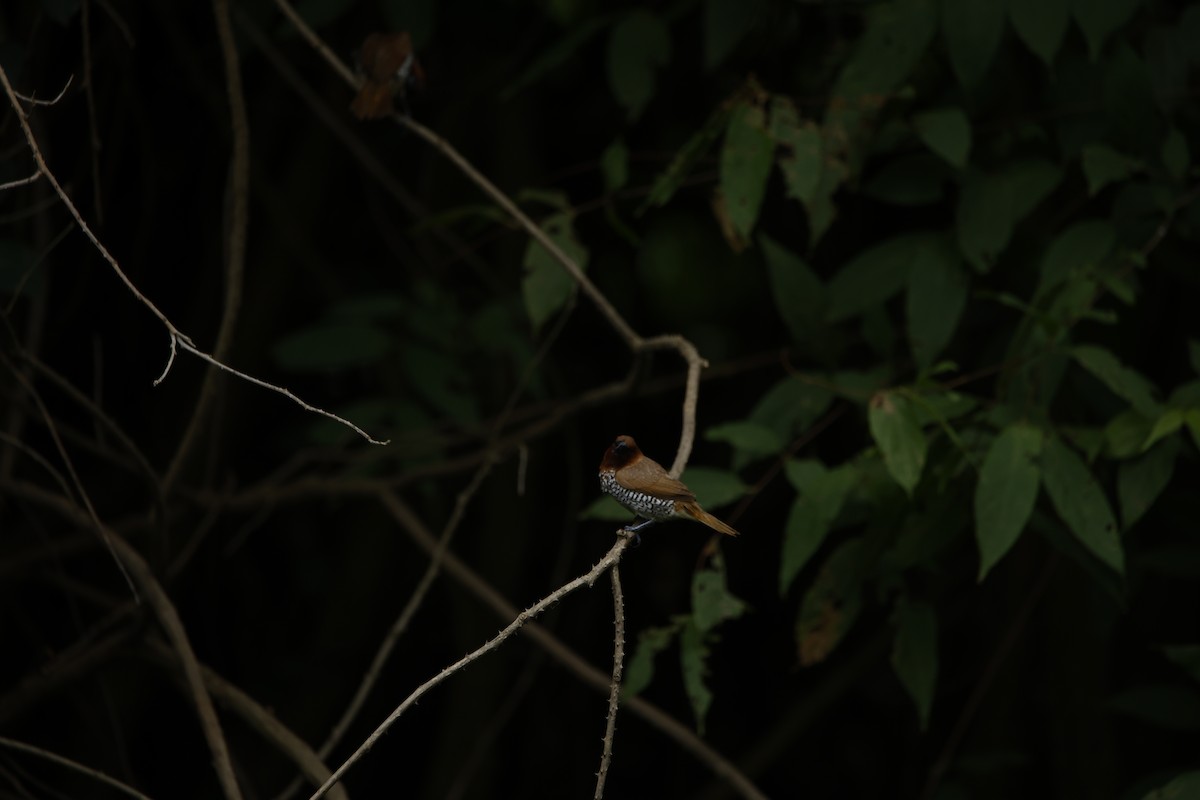 Scaly-breasted Munia - ML623350765