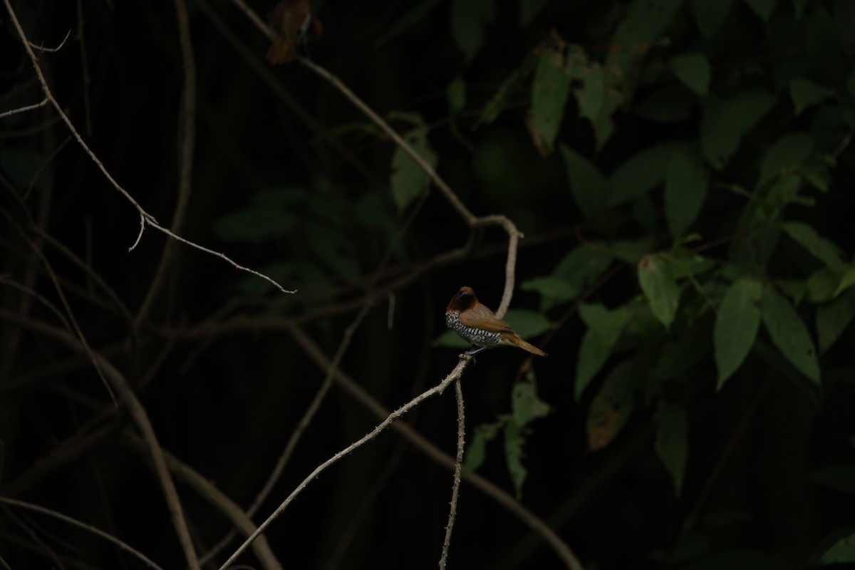 Scaly-breasted Munia - ML623350766