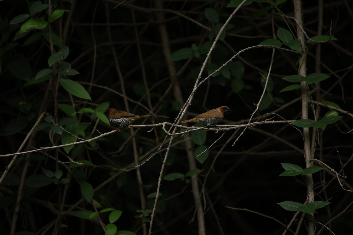 Scaly-breasted Munia - ML623350767