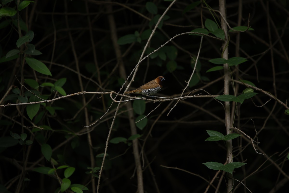 Scaly-breasted Munia - ML623350768