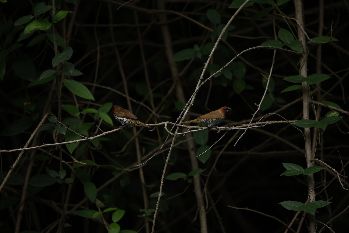 Scaly-breasted Munia - ML623350769