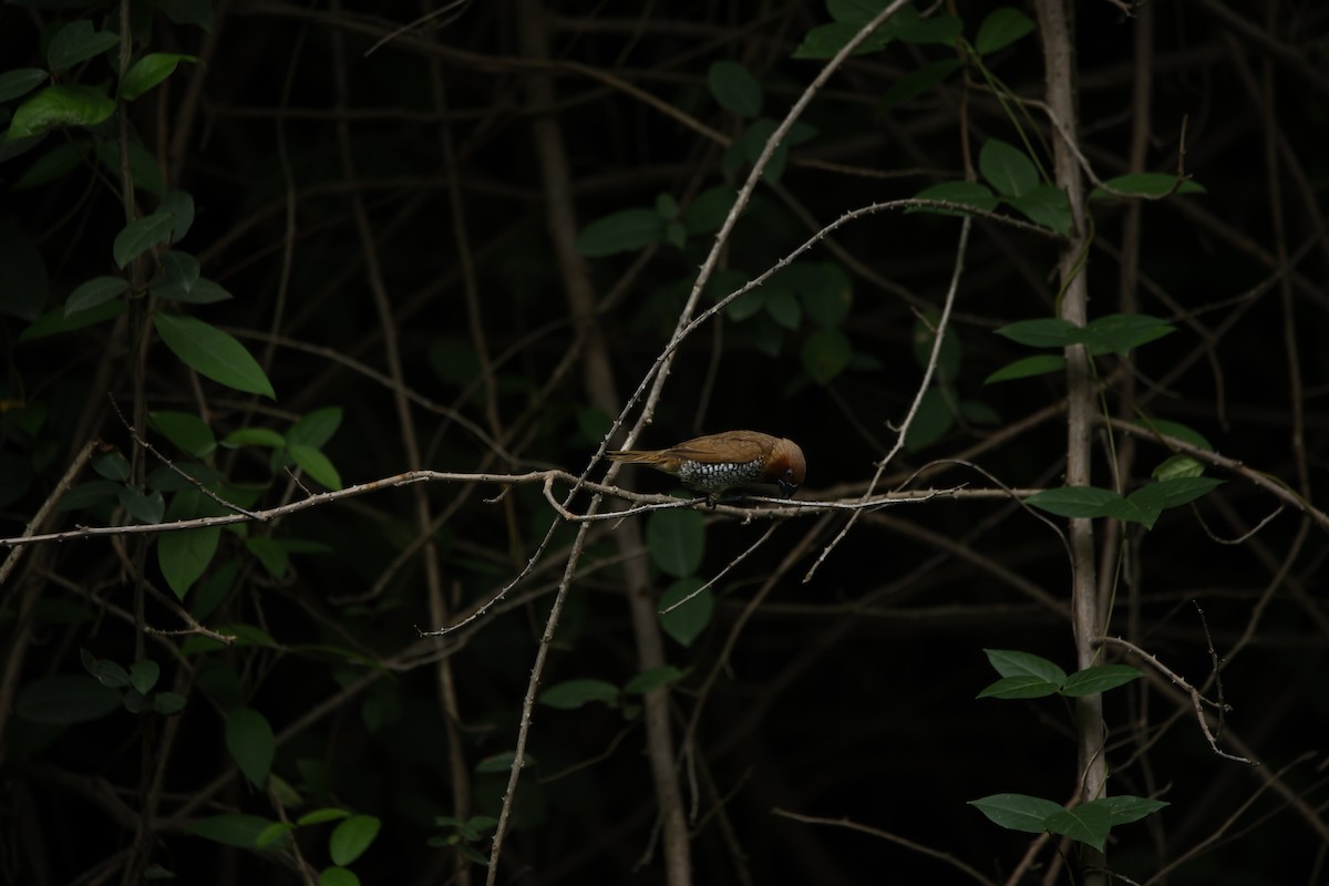 Scaly-breasted Munia - ML623350770