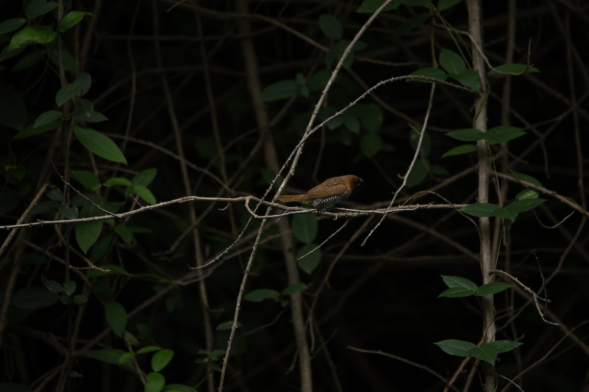 Scaly-breasted Munia - ML623350771